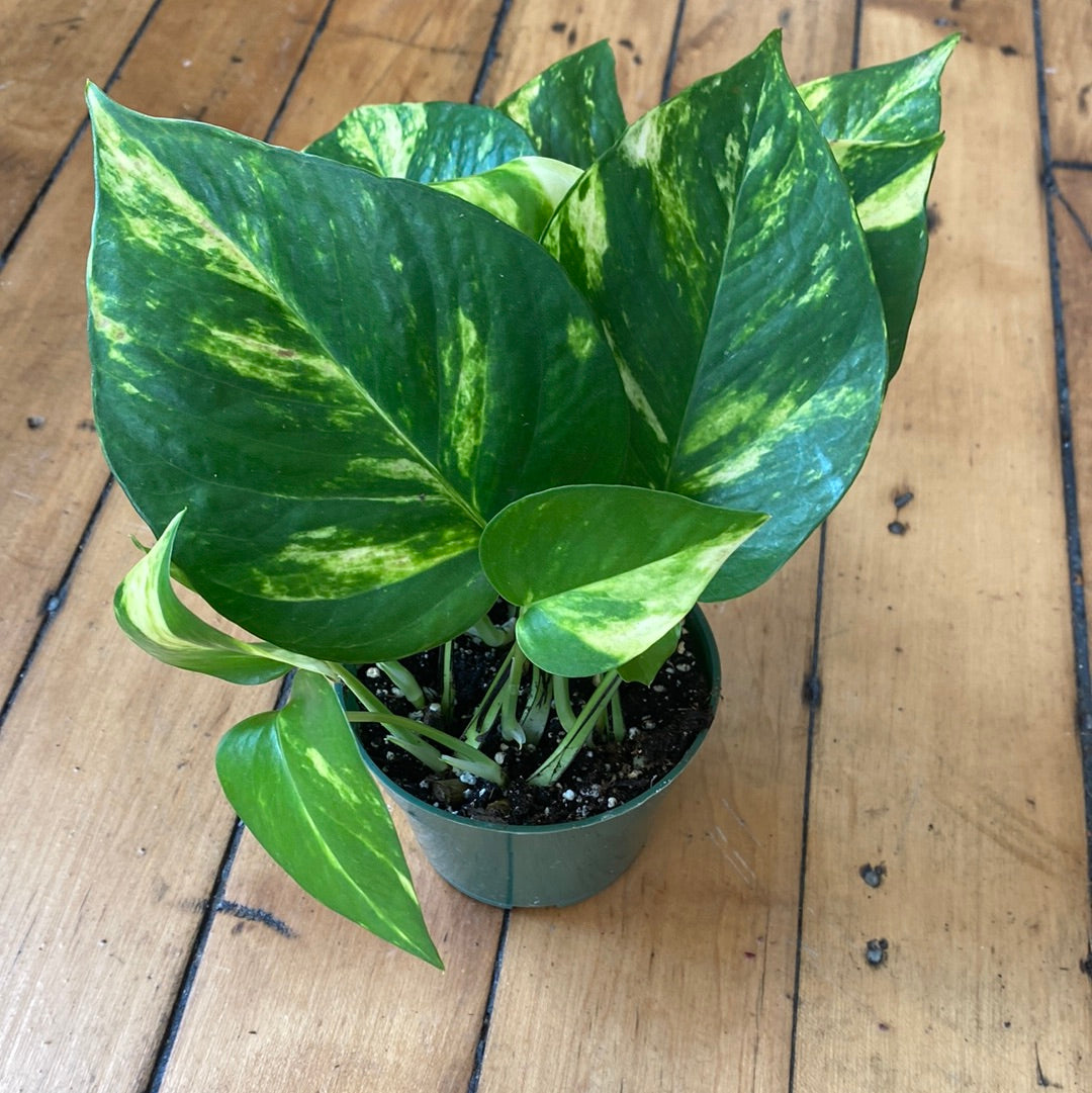 Golden Pothos